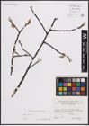 Foto von Salix caprea L.